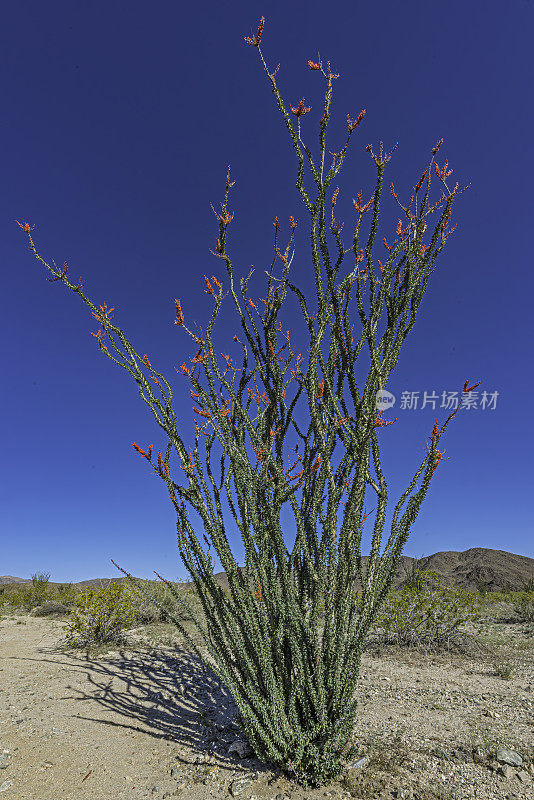 Fouquieria splendens, ocotillo，也被称为马鞭，蜡烛木，slimwood，沙漠珊瑚，Jacob's staff, Jacob cactus，和藤本仙人掌是一种原产于美国西南部索诺拉沙漠和奇瓦瓦沙漠的植物。禅师